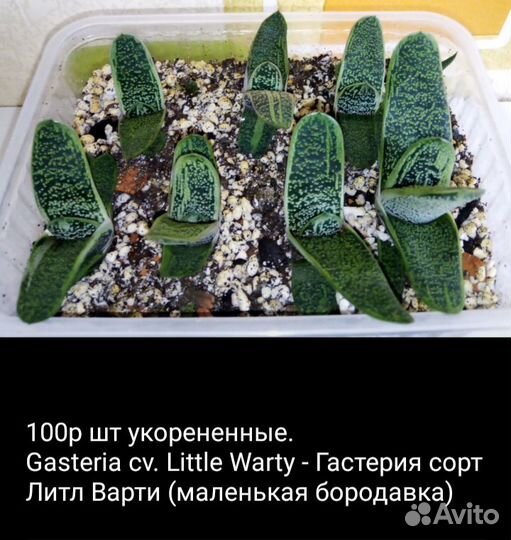 Суккуленты