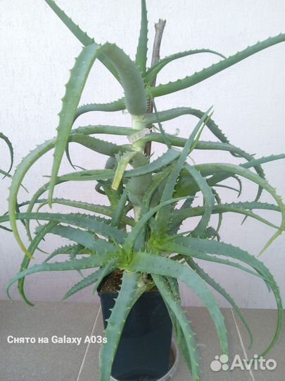 Алоэ столетник