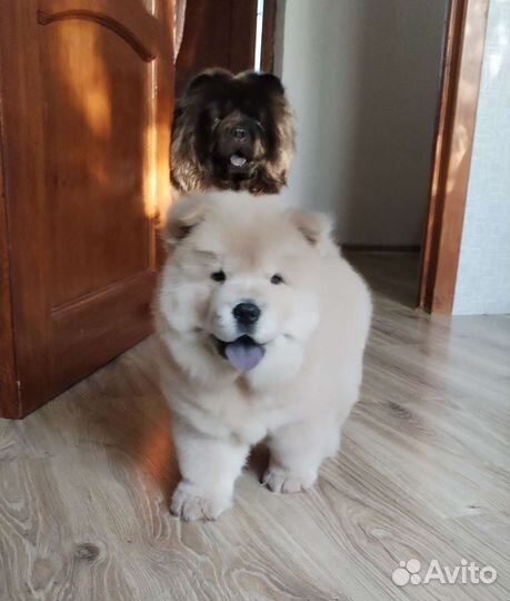 Девочка Чау-чау