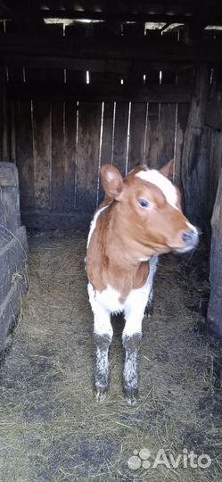 Корова, телочка