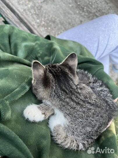 Котята ищут дом