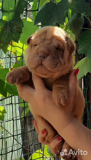 Щенки Щарпей