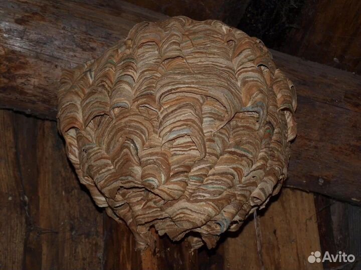 Плесень тараканы клопы осы блохи запахи крысы