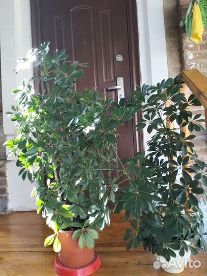 Шефлера. Растение для помещений