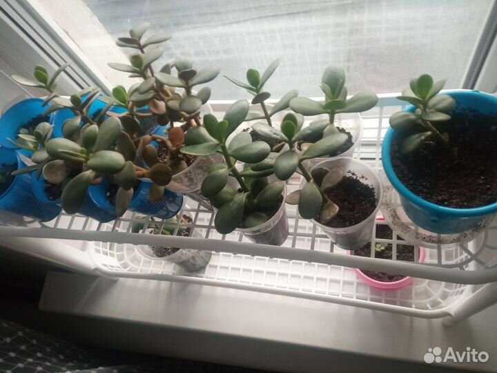 Денежное дерево толстянка