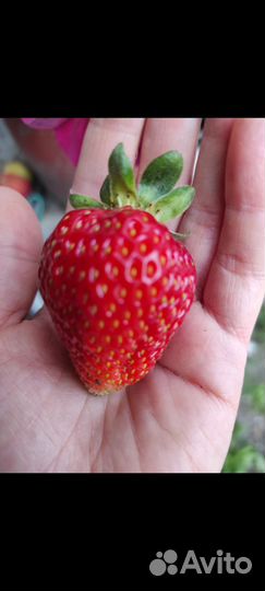 Рассада ремонтантной клубники