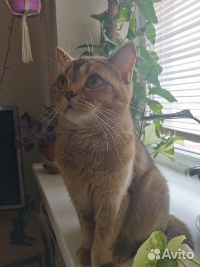 Кошка британская шиншилла