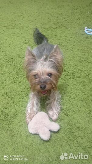 Передержка для собак, домашняя, индивидуальная