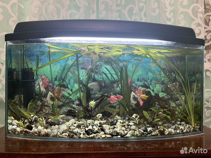 Аквариум