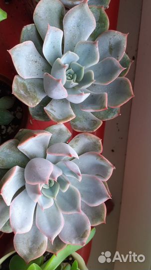 Крассулы, эчеверии, замеокулькас черный