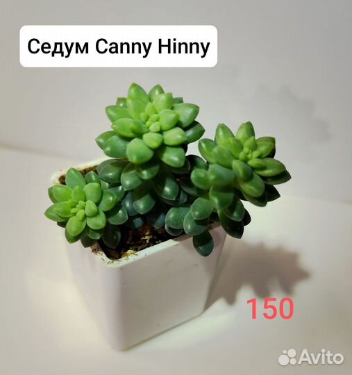 Суккуленты