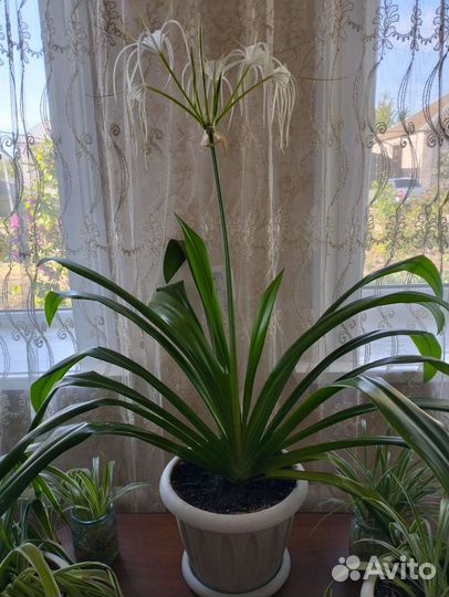 Панкрациум