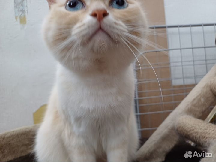 Коты в добрые руки