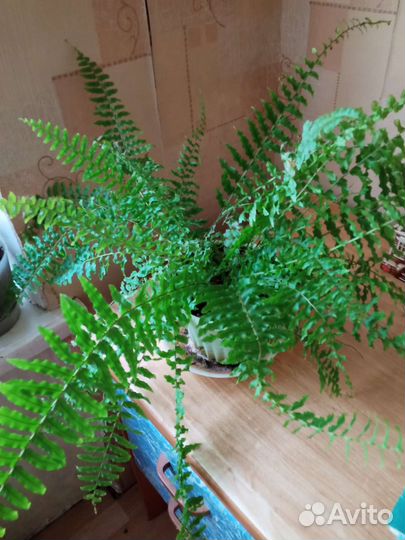 Папоротник комнатный