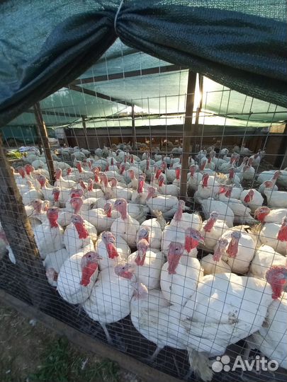 Индюшата хайбрид конвертер