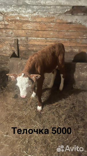 Телята телки