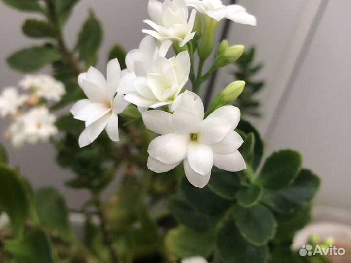 Каланхоэ цветущий