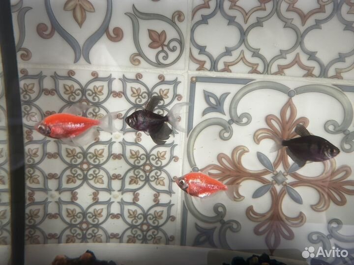 Аквариум с рыбками