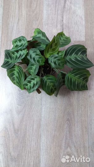 Маранты, строманта