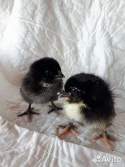 Цыплята несушки подрощенные