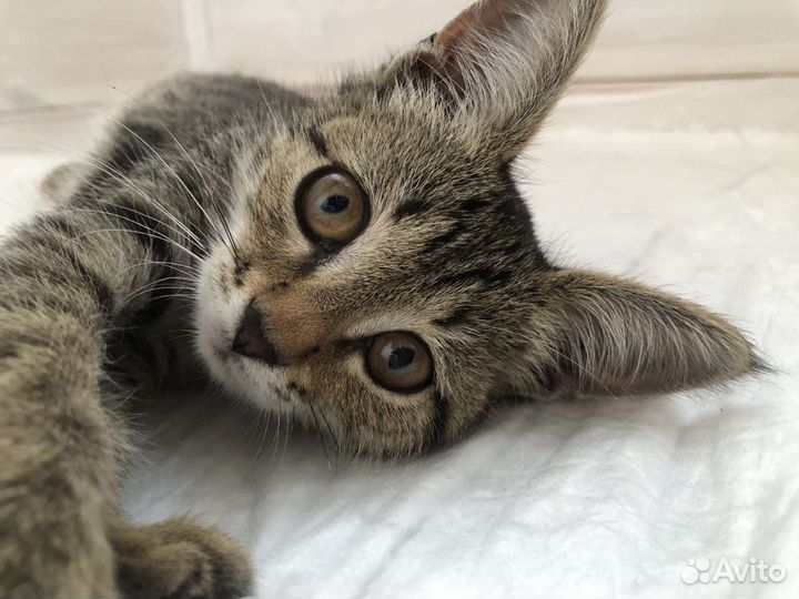 Котенок девочка бесплатно