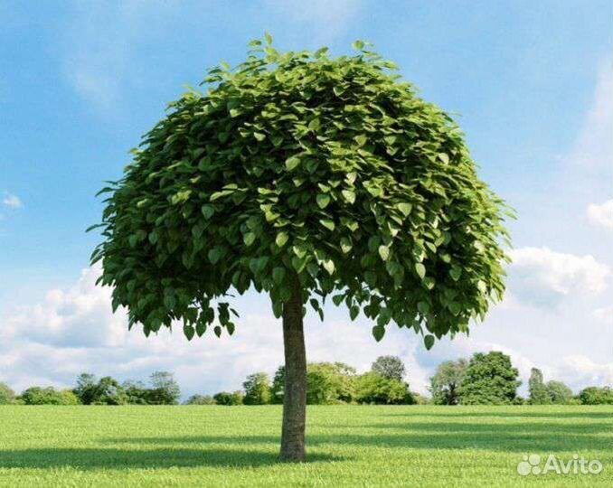 Саженцы катальпы