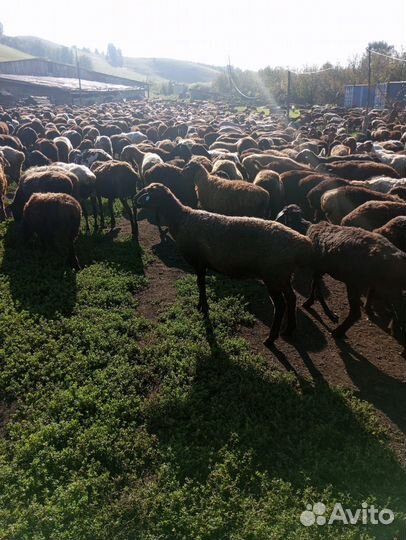 Овцы эдильбаевские