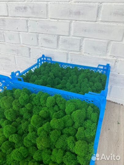 Стабилизированный мох