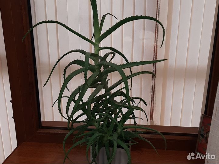 Цветок алоэ