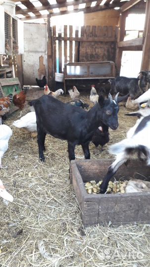 Коза дойная