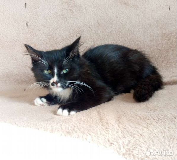 Котята парнишки