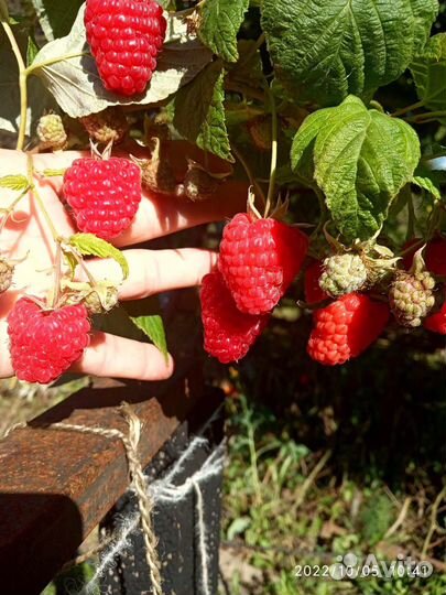 Ремонтантная малина Энросадира