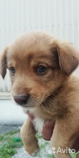 Маленькая собака в добрые руки