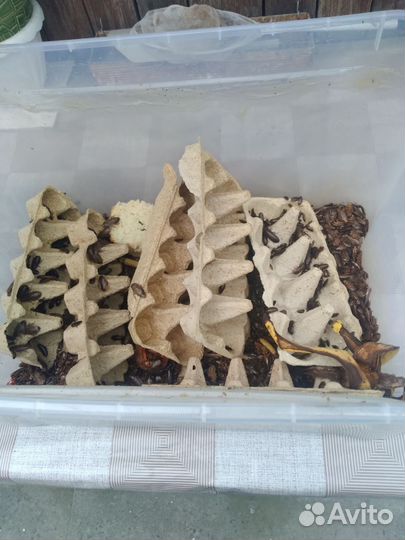 Мраморные тараканы