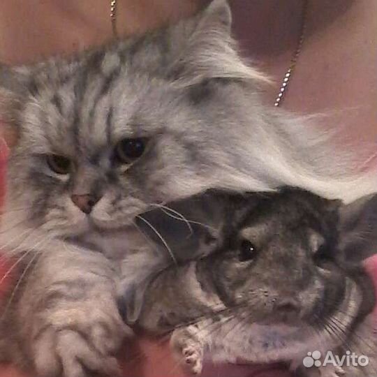 Серебристая шиншилла