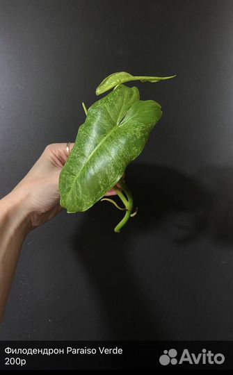 Филодендроны разные