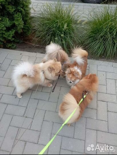 Зоогостиница передержка догситтер