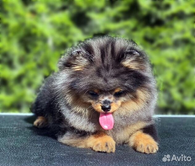 Девочка, мерль с подпалом