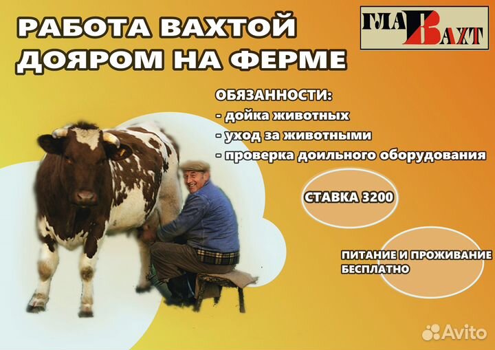 Работа на ферме дояркой вахта