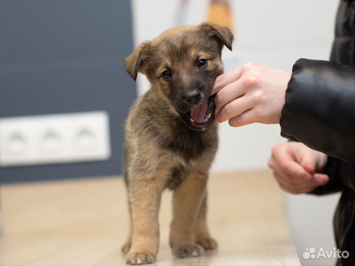 Щенки в добрые руки