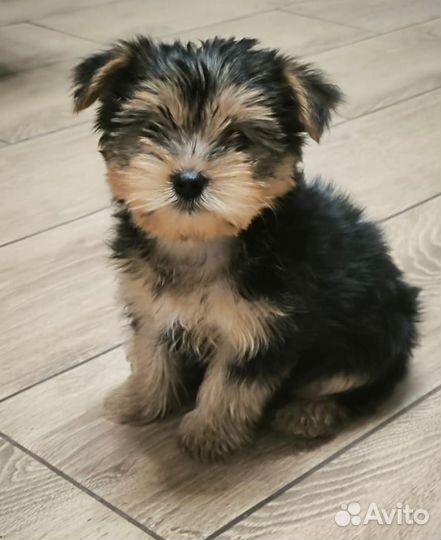 Йоркширский терьер щенки