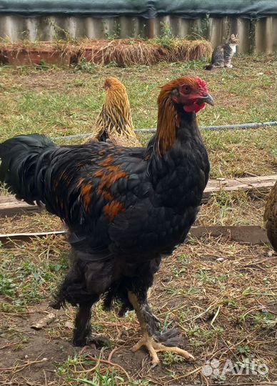 Молодые петухи