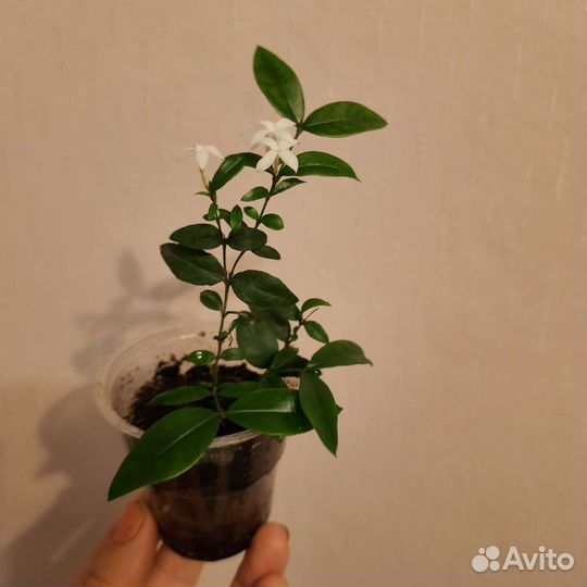 Экзотические растения Подробно в тексте объявления