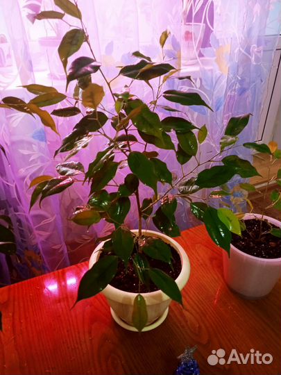 Комнатные растения цветы