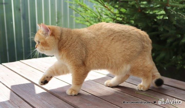 Британская золотая шиншилла ny12