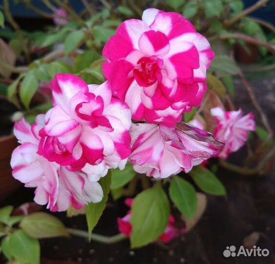 Бальзамин, ванька мокрый. 2 штуки в горшках