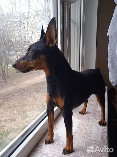 Вязка Мини-доберман