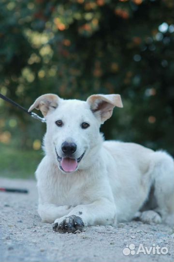 Щенок Белла,4 месяца.В дар