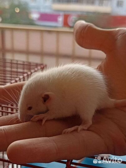 Крысы декоративные альбиносы
