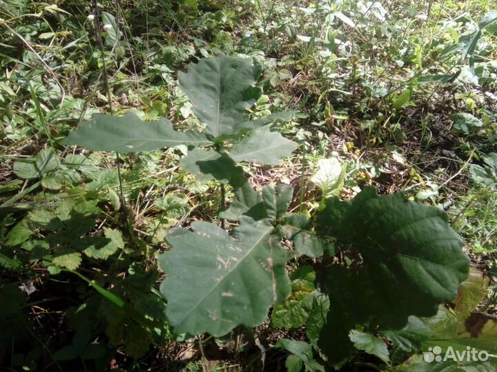 Дуб-о-детки саженецы